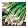 Spring Onion 'White Lisbon' Seeds | Allium Cepa | By Mr Fothergills 2 Spring Onion 'White Lisbon' Seeds | Allium Cepa | By Mr Fothergills -Plants outlet store PL92474 main image 363e