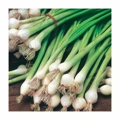 Spring Onion 'White Lisbon' Seeds | Allium Cepa | By Mr Fothergills