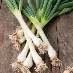 Spring Onion 'White Lisbon Winter Hardy' Seeds | Allium Cepa | By Mr Fothergills