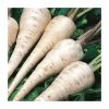 Parsnip 'White Gem' Seeds | Pastinaca Sativa | By Mr Fothergills 1 Parsnip 'White Gem' Seeds | Pastinaca Sativa | By Mr Fothergills -Plants outlet store PL92477 main image 1552