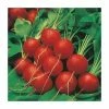 Radish 'Scarlet Globe' Seeds | Raphanus Sativus | By Mr Fothergills 1 Radish 'Scarlet Globe' Seeds | Raphanus Sativus | By Mr Fothergills -Plants outlet store PL92481 main image 837d