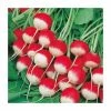 Radish 'Sparkler 3' Seeds | Raphanus Sativus | By Mr Fothergills -Plants outlet store PL92482 main image e688