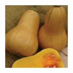 Butternut Squash 'Hawk F1' Seeds | Cucurbita Moschata | By Mr Fothergills