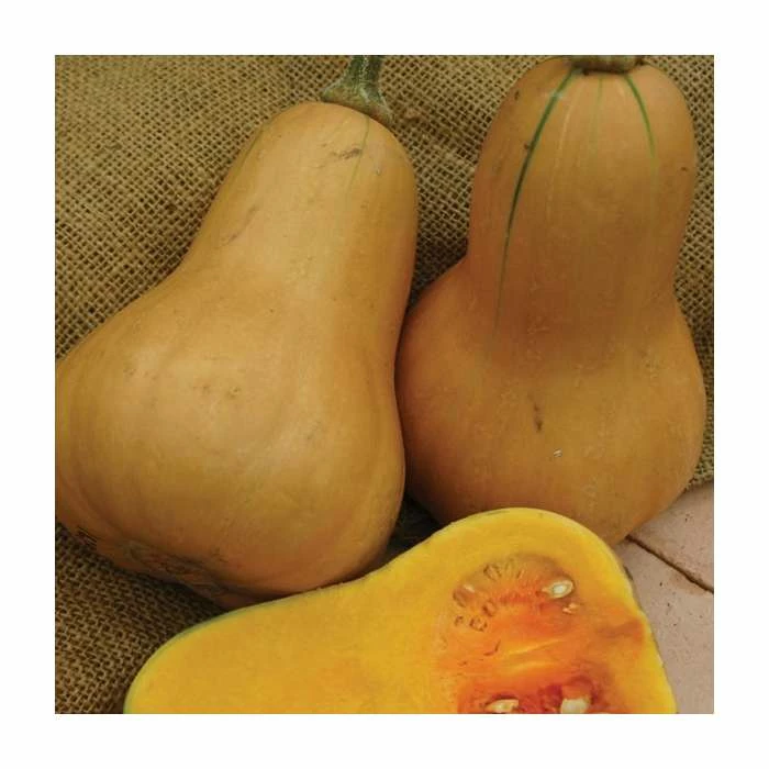 Butternut Squash 'Hawk F1' Seeds | Cucurbita Moschata | By Mr Fothergills 3 Butternut Squash 'Hawk F1' Seeds | Cucurbita Moschata | By Mr Fothergills