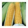 Sweet Corn 'Swift F1' Seeds | Zea Mays | By Mr Fothergills -Plants outlet store PL92488 main image 014a