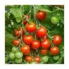 Tomato 'Gardener's Delight' Seeds | Solanum Lycopersicum | By Mr Fothergills -Plants outlet store PL92490 main image 6271