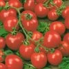 Tomato 'Red Cherry' Seeds | Solanum Lycopersicum | By Mr Fothergills -Plants outlet store PL92492 main image f3dc