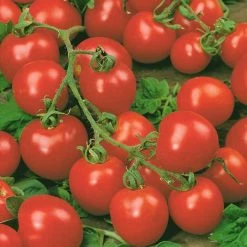 Tomato 'Red Cherry' Seeds | Solanum Lycopersicum | By Mr Fothergills