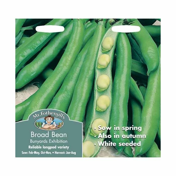 BroadBean 'Bunyard's Exhibition' Seeds | Vicia Faba | By Mr Fothergills 4 BroadBean 'Bunyard's Exhibition' Seeds | Vicia Faba | By Mr Fothergills - Image 2