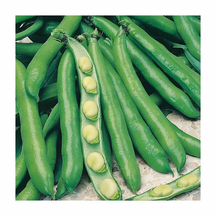 BroadBean 'Bunyard's Exhibition' Seeds | Vicia Faba | By Mr Fothergills 3 BroadBean 'Bunyard's Exhibition' Seeds | Vicia Faba | By Mr Fothergills