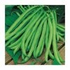 Climbing French Bean 'Blue Lake' Seeds | Phaseolus Vulgaris | By Mr Fothergills