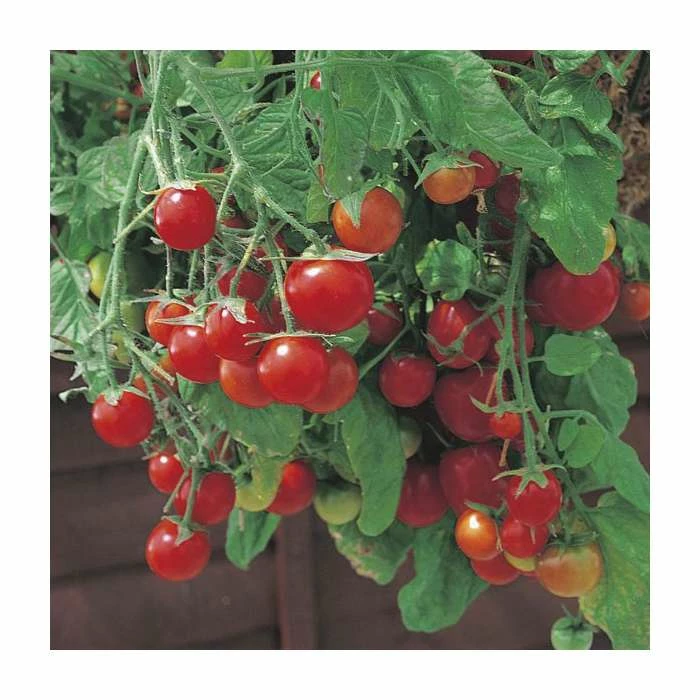 Tomato 'Tumbling Tom' Seeds | Solanum Lycopersicum | By Mr Fothergills 3 Tomato 'Tumbling Tom' Seeds | Solanum Lycopersicum | By Mr Fothergills