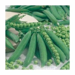 Pea 'Kelvedon Wonder' Seeds | Pisum Sativum | By Mr Fothergills