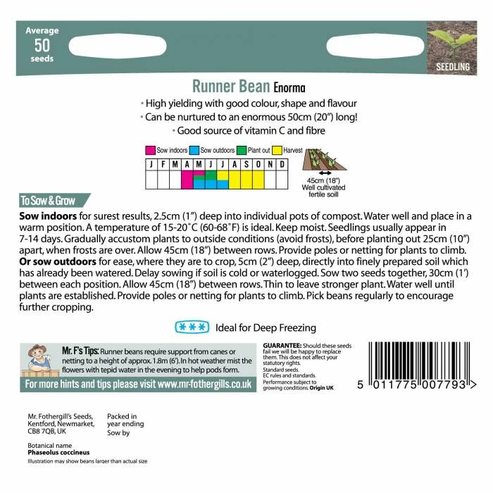 Runner Bean 'Enorma' Seeds | Phaseolus Coccineus | By Mr Fothergills 5 Runner Bean 'Enorma' Seeds | Phaseolus Coccineus | By Mr Fothergills - Image 3