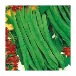 Runner Bean 'Enorma' Seeds | Phaseolus Coccineus | By Mr Fothergills