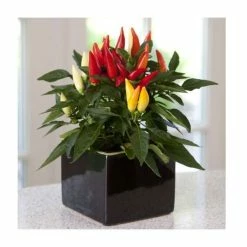 Capsicum Annuum 'Joker' | Ornamental Pepper | 10.5cm Pot