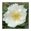 'Starlight Symphony' Potted Climbing Rose | 5L Pot -Plants outlet store PL925403 add image 1 ef4a