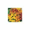 Marigold French 'Dwarf Double' Mixed Seeds | Tagetes Patula | By Mr Fothergills -Plants outlet store PL9837 main image 1747