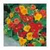 Nasturtium 'African Queen' Seeds| Tropaeolum Majus | By Mr Fothergills -Plants outlet store PL9839 main image 3b06
