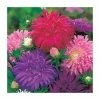 Aster 'Ostrich Feather' Seeds | Callistephus Chinensis | By Mr Fothergills -Plants outlet store PL9848 main image aeb7