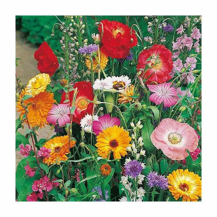 Butterfly Attracting Mixed Annuals Seeds | By Mr Fothergills 3 Butterfly Attracting Mixed Annuals Seeds | By Mr Fothergills