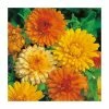 Calendula 'Art Shades' Seeds | By Mr Fothergills -Plants outlet store PL9850 main image 0b05