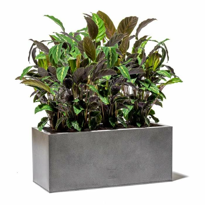 75cm Trough Zinc Silver & Black Textured Dipped Galvanised Planter 6 75cm Trough Zinc Silver & Black Textured Dipped Galvanised Planter - Image 4