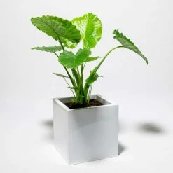 50cm Cube Zinc White Gloss Dipped Galvanised Planter -Plants outlet store PP40765 add image 4 947e