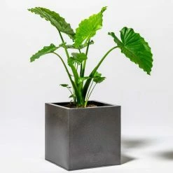 50cm Cube Zinc Silver & Black Textured Dipped Galvanised Planter -Plants outlet store PP40766 add image 4 6c2a