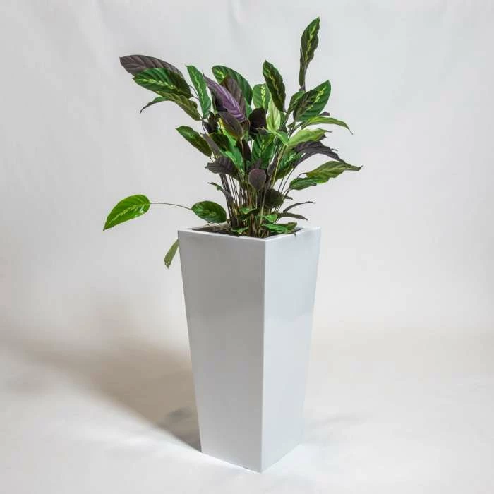 90cm White Gloss Polystone Tall Flared Planter 3 90cm White Gloss Polystone Tall Flared Planter