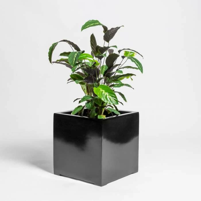 70cm Black Gloss Polystone Cube Planter 3 70cm Black Gloss Polystone Cube Planter