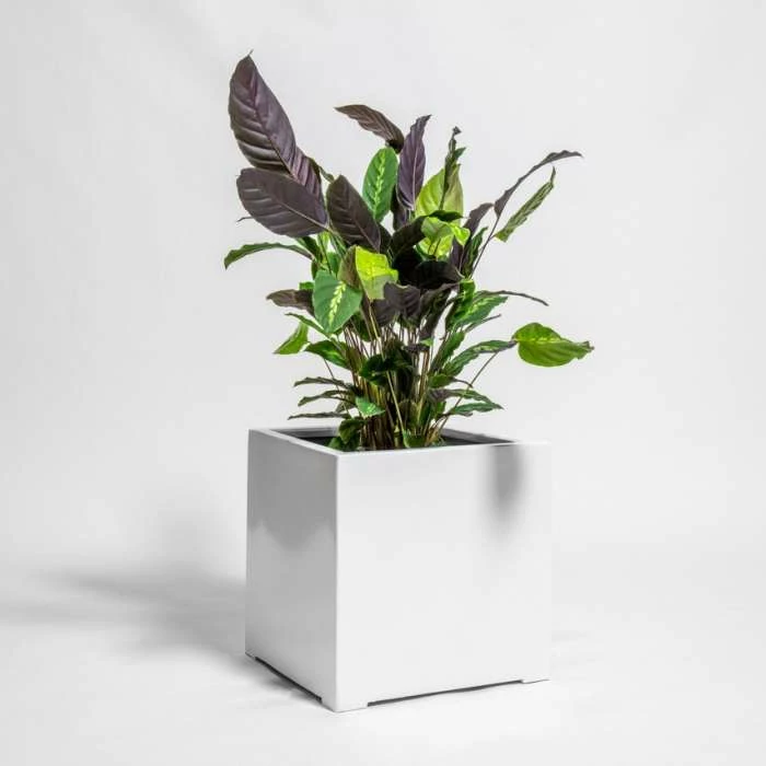 40cm White Gloss Polystone Cube Planter 3 40cm White Gloss Polystone Cube Planter