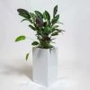 60cm White Gloss Polystone Tall Cubic Planter -Plants outlet store PP40915 main image aa54