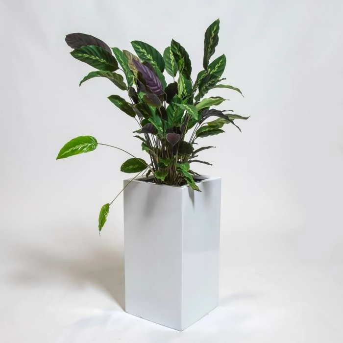 60cm White Gloss Polystone Tall Cubic Planter 3 60cm White Gloss Polystone Tall Cubic Planter