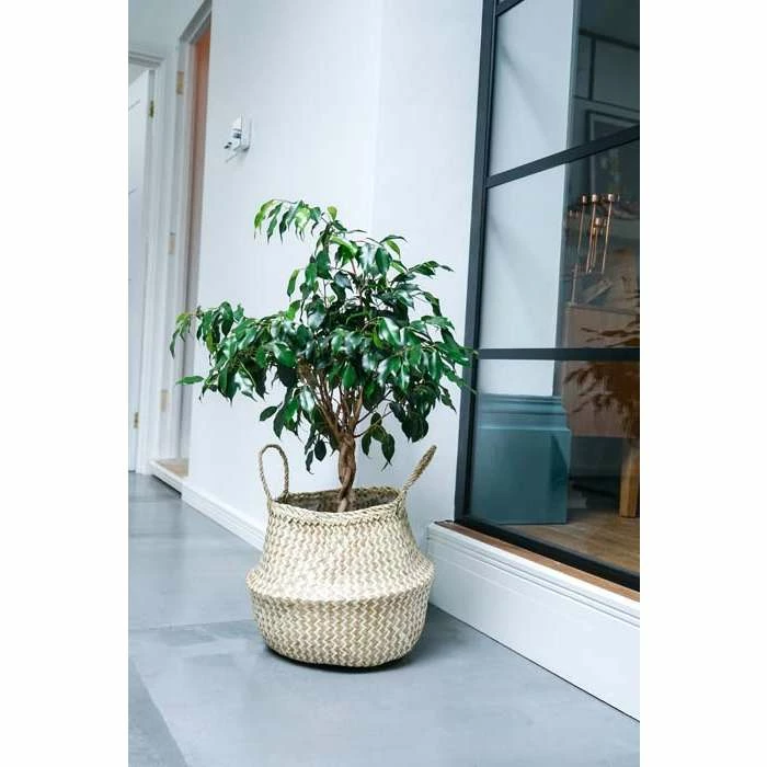 35cm Seagrass Chevron Lined Planter Basket 4 35cm Seagrass Chevron Lined Planter Basket - Image 2