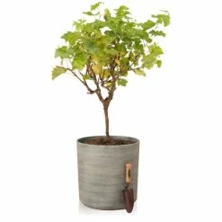 H43cm Cortina Stone Cylinder Planter - By Primrose™ 8 H43cm Cortina Stone Cylinder Planter - By Primrose™ -Plants outlet store PP7783 add image 2 40ff