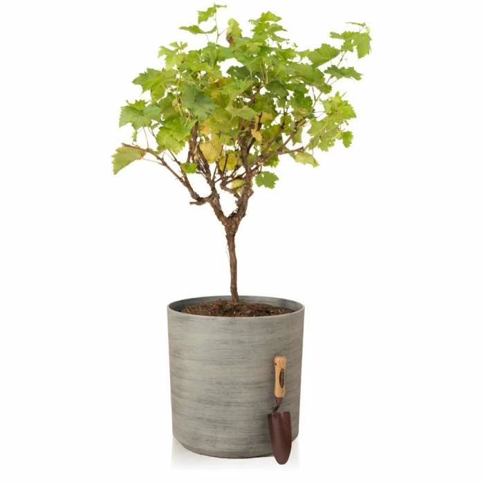 H43cm Cortina Stone Cylinder Planter - By Primrose™ 5 H43cm Cortina Stone Cylinder Planter - By Primrose™ - Image 3