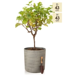 H43cm Cortina Stone Cylinder Planter - By Primrose™ 9 H43cm Cortina Stone Cylinder Planter - By Primrose™ -Plants outlet store PP7783 main image 02ac