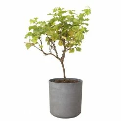 H43cm Volcanic Grey Cylinder Planter - By Primrose™ 10 H43cm Volcanic Grey Cylinder Planter - By Primrose™ -Plants outlet store PP7784 add image 2 9a4d