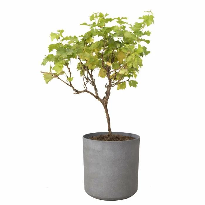 H43cm Volcanic Grey Cylinder Planter - By Primrose™ 6 H43cm Volcanic Grey Cylinder Planter - By Primrose™ - Image 4