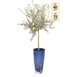 H75cm Pacific Blue Cylinder Planter - By Primrose™ -Plants outlet store PP7800 main image e14c