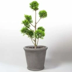 50cm Classic Rim Concrete Round Planter - Medium -Plants outlet store PP7953 add image 2 123f