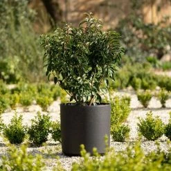 Plants outlet store -Plants outlet store PP83BLKM 7da8