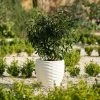 43cm Round Bilbao Planter In Ivory -Plants outlet store PP84WHTM c28e