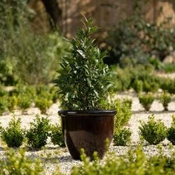 54cm Round Planter In Burgundy 10 54cm Round Planter In Burgundy -Plants outlet store PP85BLKM PP85BLKS 2767