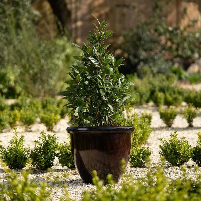 54cm Round Planter In Burgundy 4 54cm Round Planter In Burgundy - Image 2