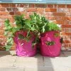 Pack Of 2 Strawberry & Herb Patio Planter -Plants outlet store PR30010309 09c9