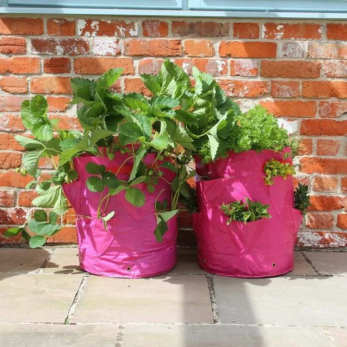 Pack Of 2 Strawberry & Herb Patio Planter 3 Pack Of 2 Strawberry & Herb Patio Planter