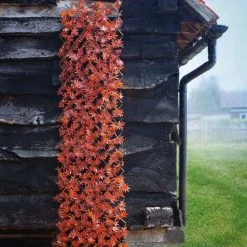 Red Acer Leaf Trellis 180cm × 60cm