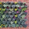 Living Wall Vertical Planting Kit -Plants outlet store PR30016089 cc7d